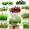 Vitro Culture Plants Package [Grower’s Choice] offers a surprise selection of 5 or 10 tissue culture packs, handpicked by our expert growers for quality and variety. Each sealed, sterile pack is approximately 4 inches in size, yielding numerous small starter plants that are ideal for both low-tech and high-tech planted aquariums.