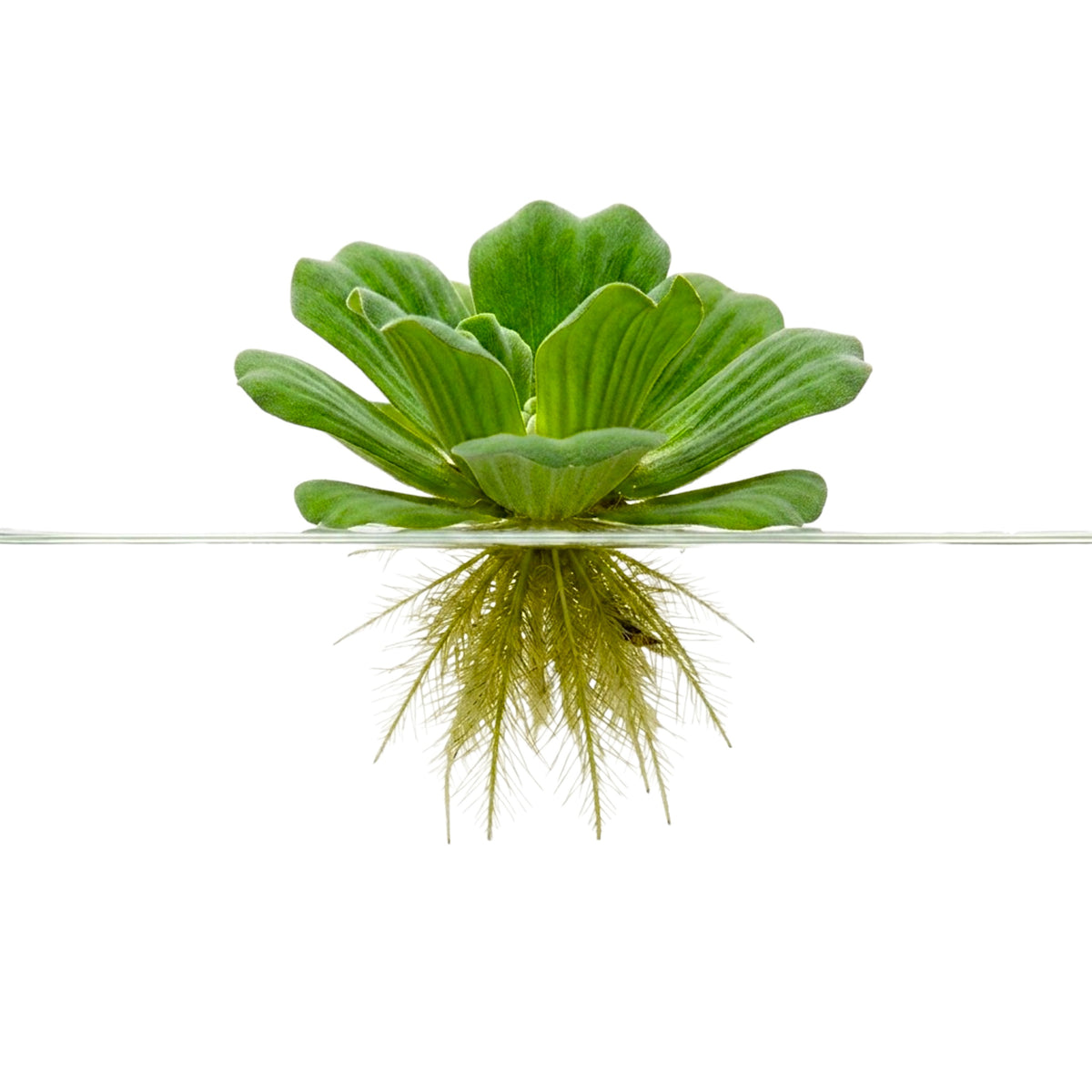 Pistia stratiotes (Water Lettuce) floating aquarium and pond plant with visible root structure.