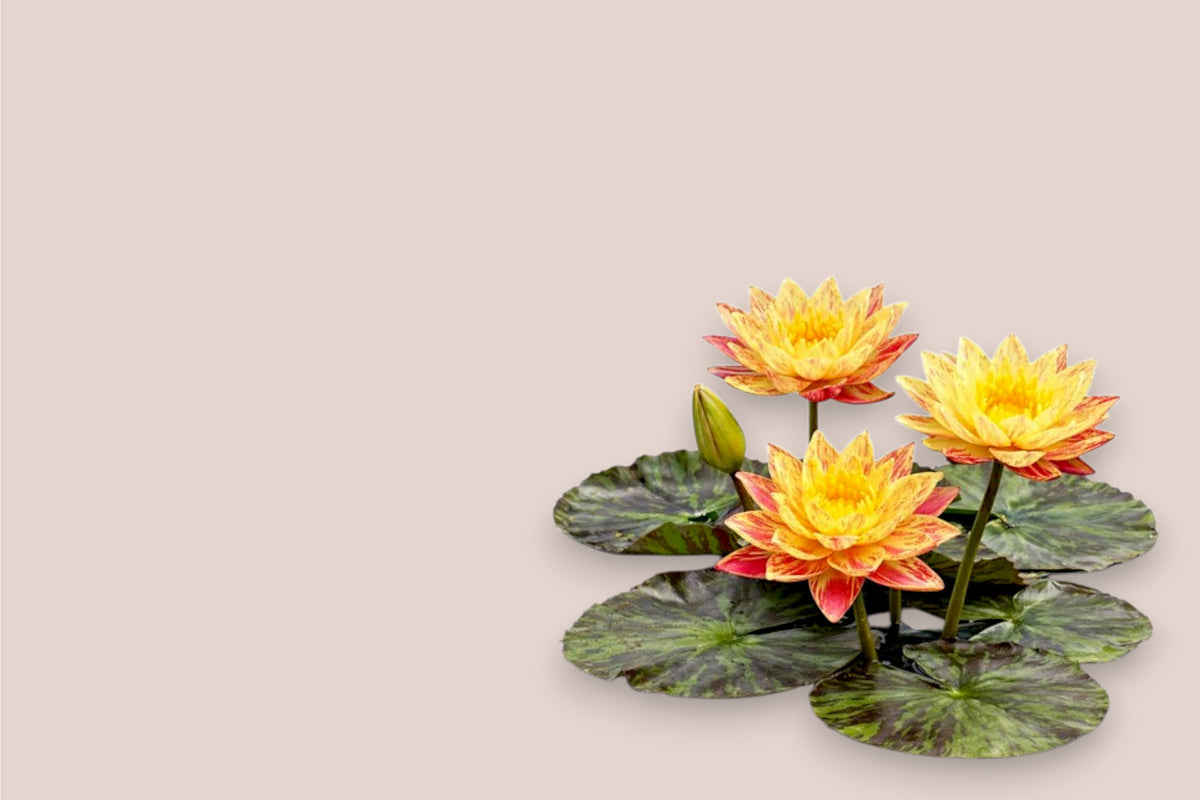 Aquarium Plants Factory