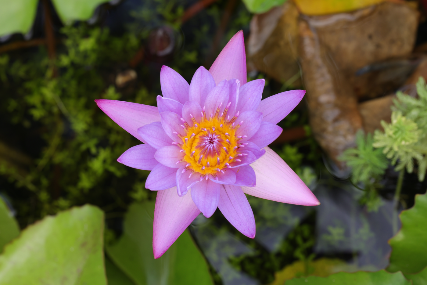 Best place to top buy aquarium plants online