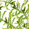 Fontinalis antipyretica Willow Moss portion on white background – Aquarium Plants Factory