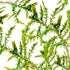 Fontinalis antipyretica Willow Moss portion on white background – Aquarium Plants Factory