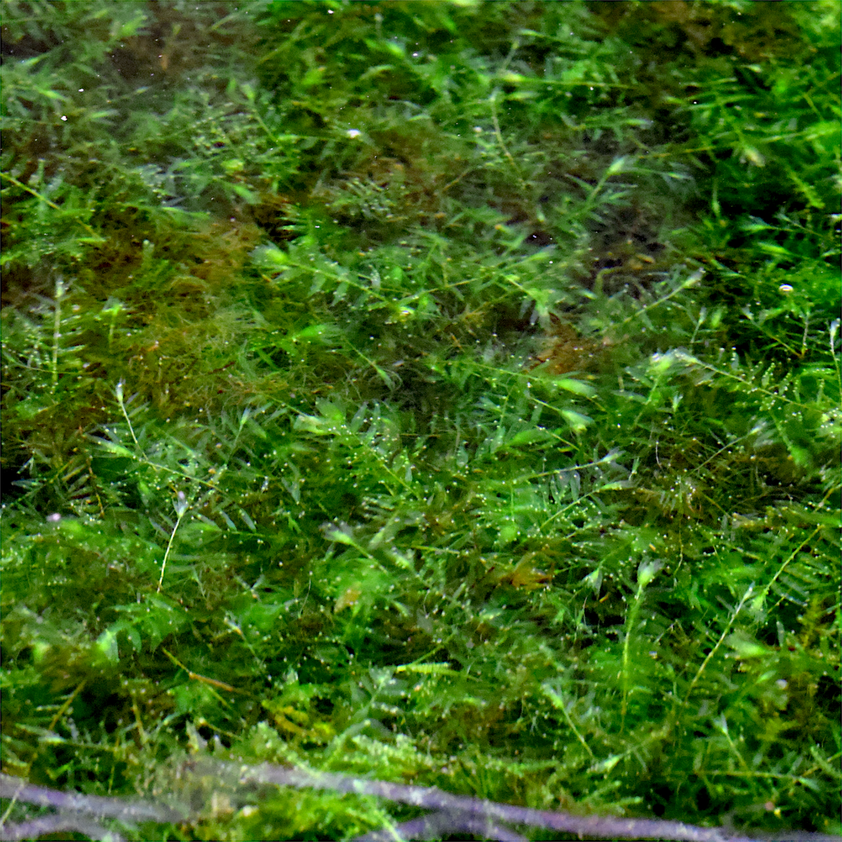 Willow Moss aquarium plant, photo 2