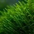 Fontinalis antipyretica (Willow Moss) is a versatile and attractive freshwater moss perfect for aquascaping in both beginner and advanced aquariums. 