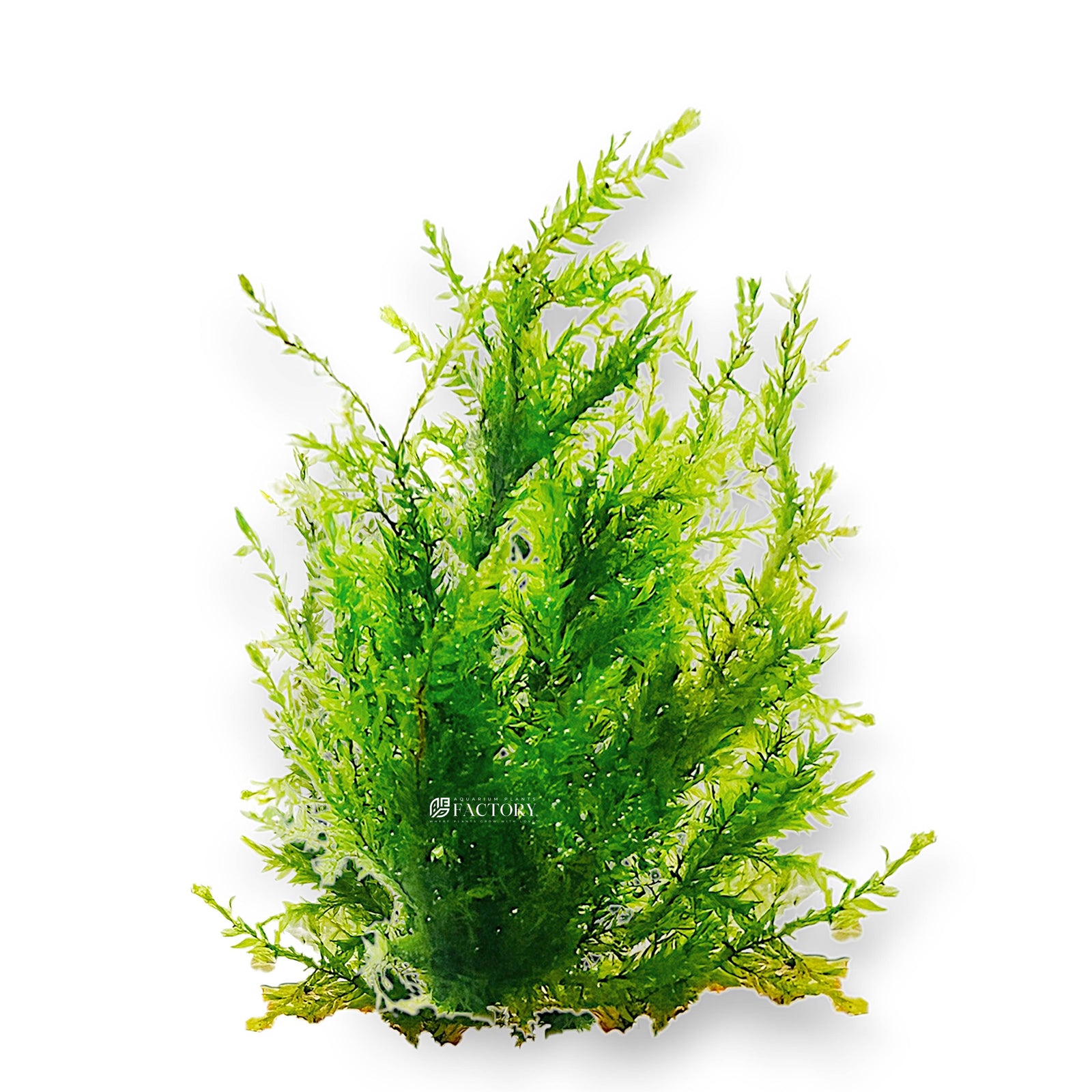 Fontinalis antipyretica (Willow Moss) is a versatile and attractive freshwater moss perfect for aquascaping in both beginner and advanced aquariums. With its lush green, delicate fronds and soft, feathery appearance, Willow Moss adds natural beauty to any tank while enhancing the habitat for your aquatic life.
