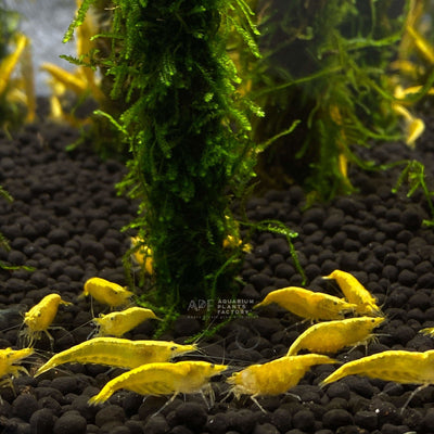 24K Yellow Shrimp - Aquarium Plants Factory