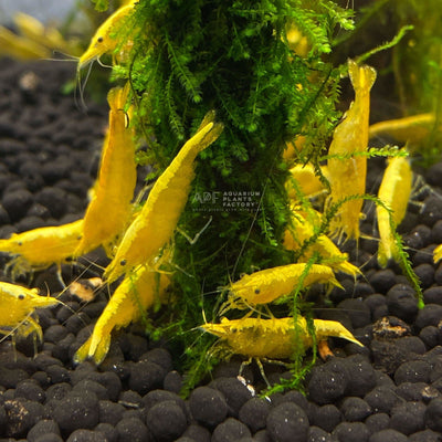 24K Yellow Shrimp - Aquarium Plants Factory