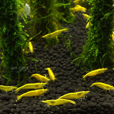24K Yellow Shrimp - Aquarium Plants Factory