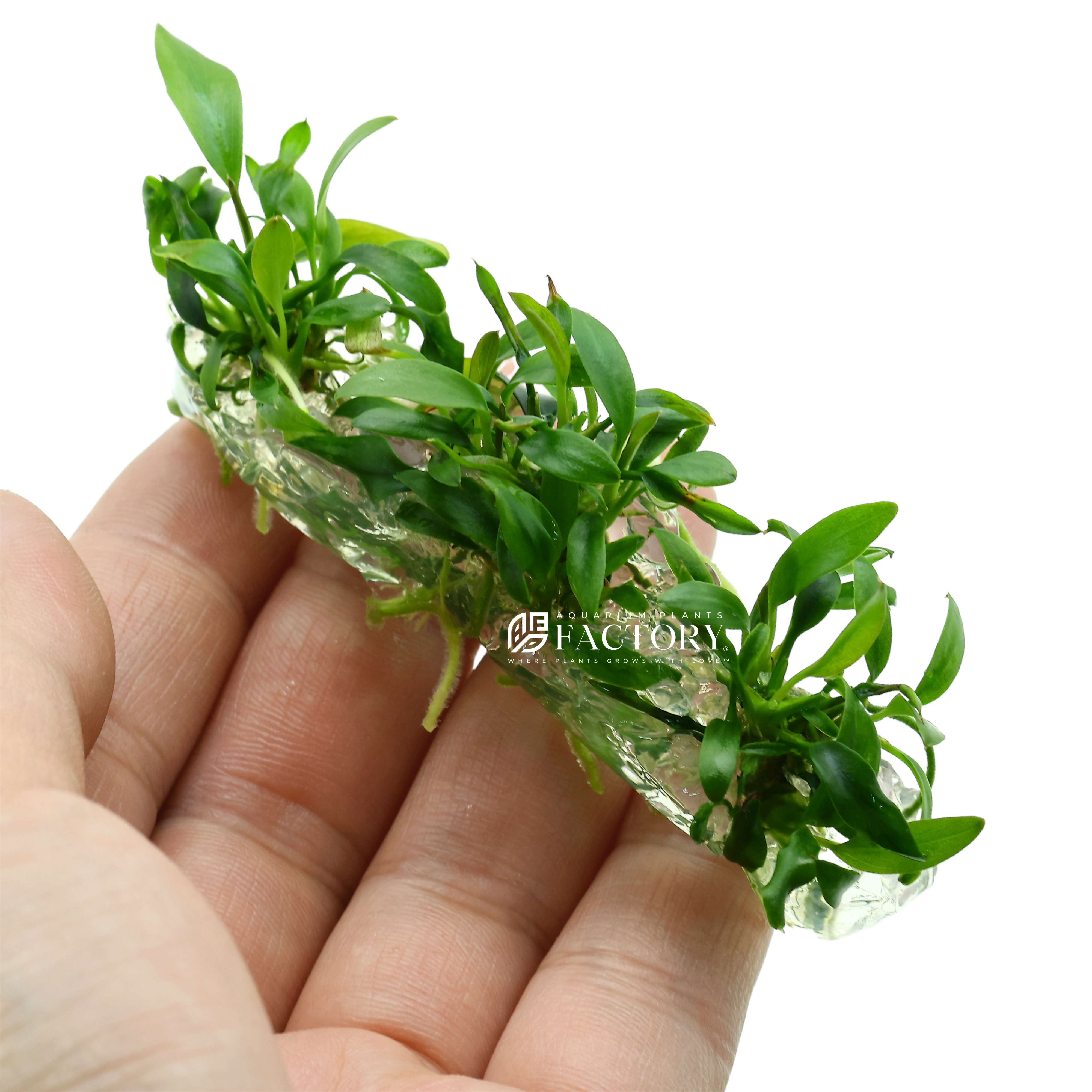 Anubias Minima Dragon Claw Tissue Culture APF Aquarium Plants Factory