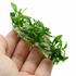 Anubias Minima Dragon Claw Tissue Culture APF Aquarium Plants Factory