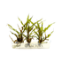 Cryptocoryne retrospiralis, available in our exclusive Vitro Culture® format, is a classic and highly desirable background plant in the world of aquarium plants. Known for its long, spiraled, ribbon-like leaves, this elegant aquatic plant brings graceful movement and height to your aquascape, especially in larger or nature-style layouts.