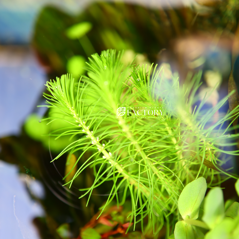 To successfully grow Hydrotriche hottoniiflora in an aquarium, it requires moderate to high lighting and nutrient-rich water. It can be propagated by cutting the stem and replanting it, and it is relatively easy to care for.