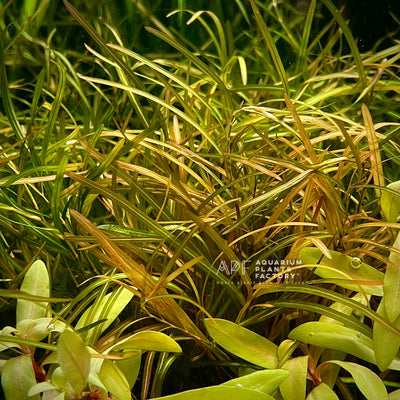 Potamogeton Gayi / Pond Weed | APF Aquarium Plants Factory