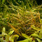 Potamogeton Gayi / Pond Weed | APF Aquarium Plants Factory