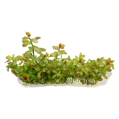 Ludwigia Senegalensis Tissue Culture, also known as Ludwigia Guinea, is a freshwater plant species that belongs to the Onagraceae family. This plant is native to West Africa and is commonly found in marshes, swamps, and slow-moving streams.