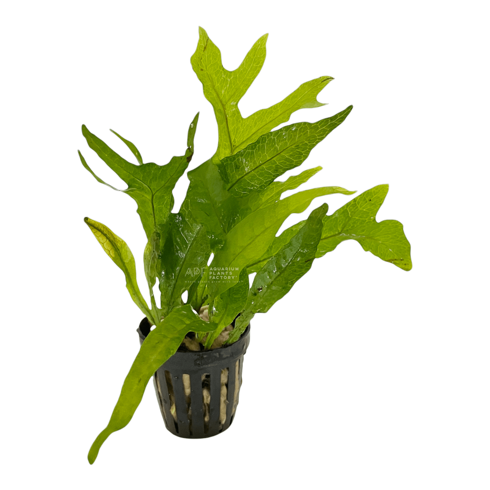 Java Fern Thor's Hammer