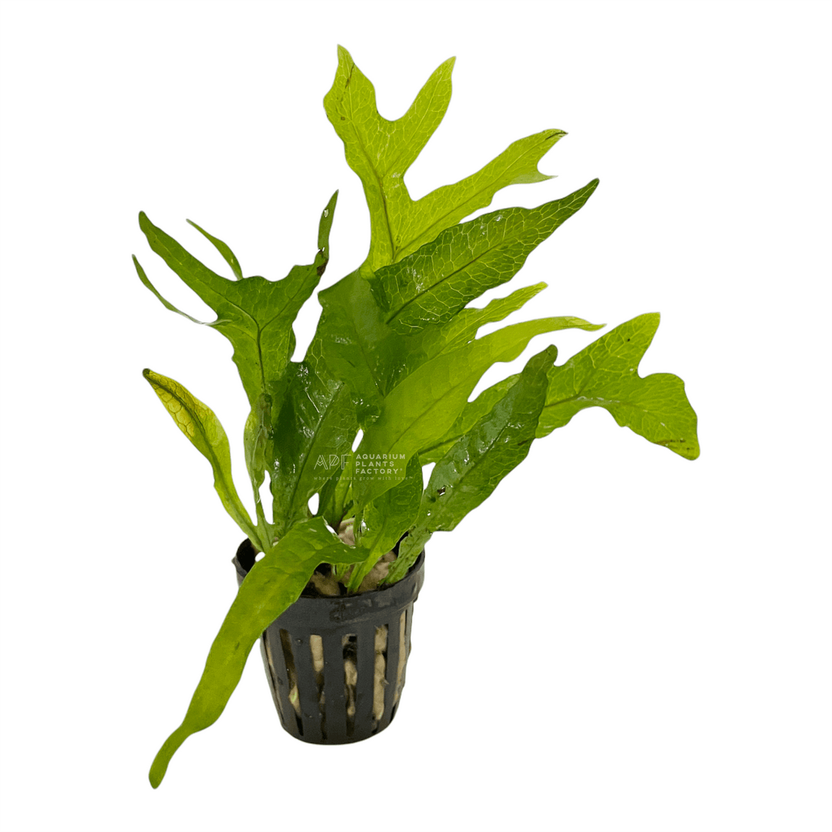 Java Fern Thor's Hammer live aquarium plant