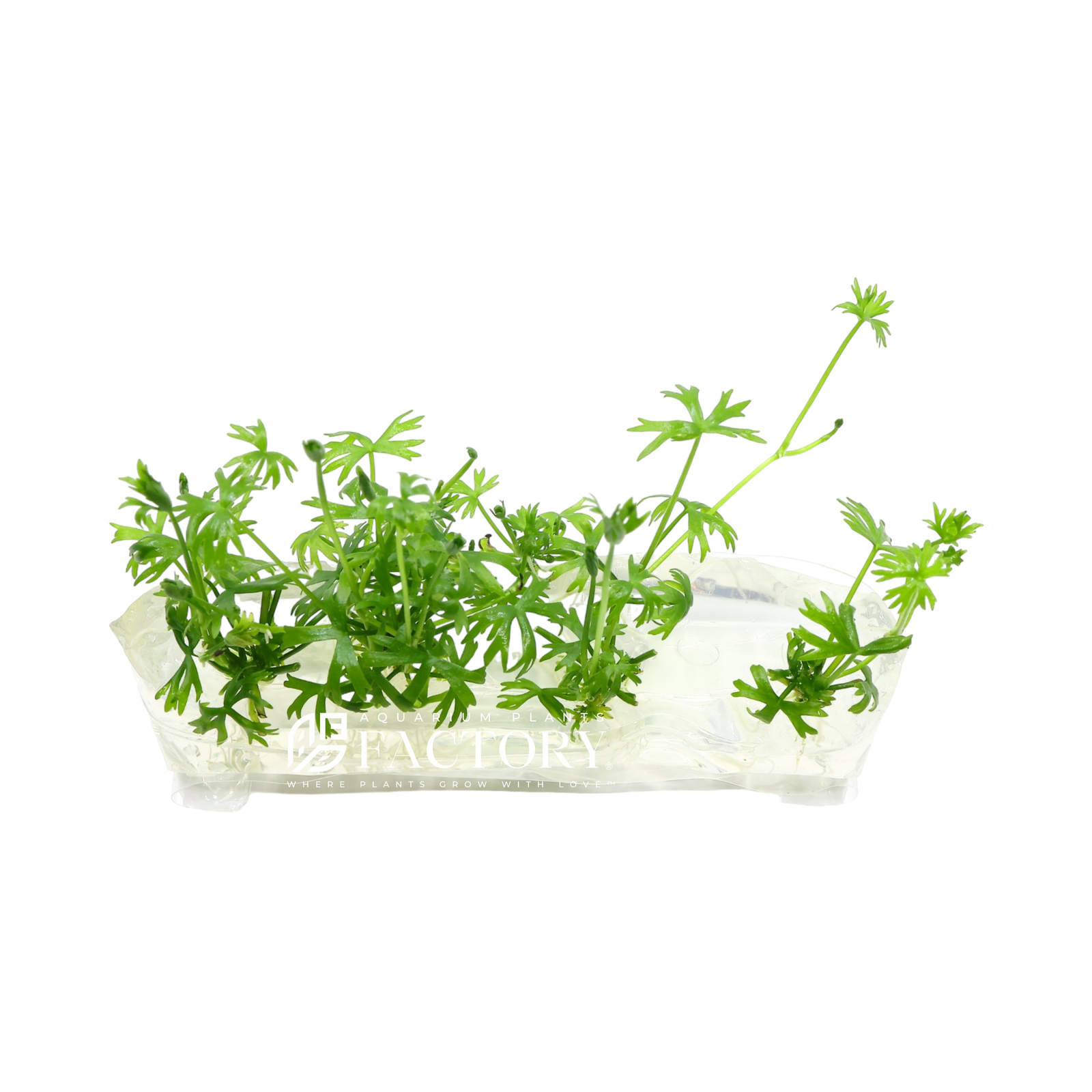 Ranunculus inundatus is an aquatic plant species that is found in many parts of the world, including Africa, Asia, and Australia. It is commonly known as the river buttercup or water crowfoot and is a popular choice for aquariums and water gardens.