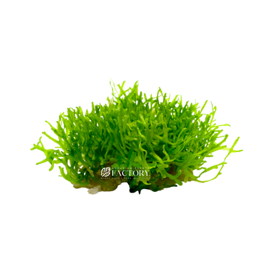 Riccia fluitans is a fast-growing plant that requires high light intensity and CO2 supplementation to thrive. It is best propagated by breaking off small pieces of the plant and attaching them to a substrate or floating them on the water's surface.