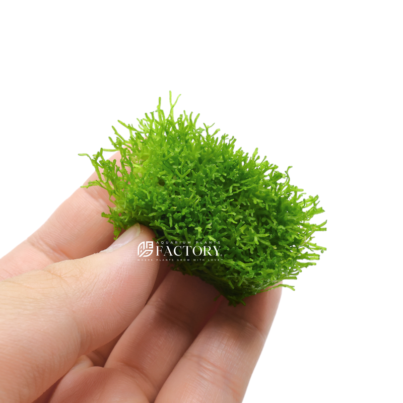 Riccia fluitans, also known as floating crystalwort or bladderwort, is a species of aquatic liverwort that is commonly used in freshwater aquariums. It is a floating plant that can be anchored to the substrate or allowed to float freely on the surface of the water.