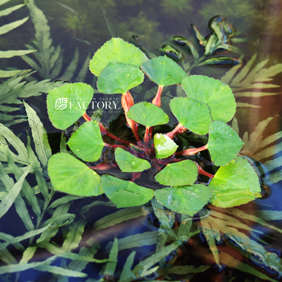 Looking for a beautiful and unique addition to your pond, aquarium, or water garden? Look no further than Trapa natans, also known as water chestnut!  This aquatic plant species is native to Europe and Asia and produces a nut-like fruit that resembles a chestnut, adding a touch of natural beauty to any aquatic environment. Water chestnut is also known for its edible fruit, which is a good source of carbohydrates, dietary fiber, and minerals.