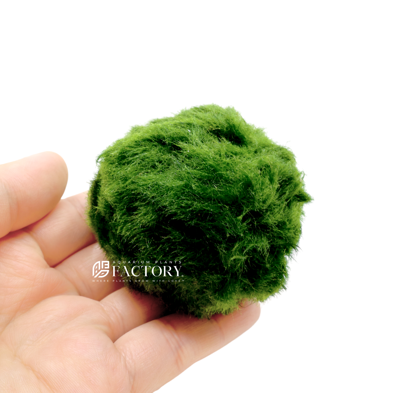 A Marimo ball, also known as a moss ball, is a type of green algae that is native to Japan, Iceland, Estonia, and Scotland. It is a spherical ball-shaped aquatic plant that grows very slowly, usually only a few millimeters per year. The name 