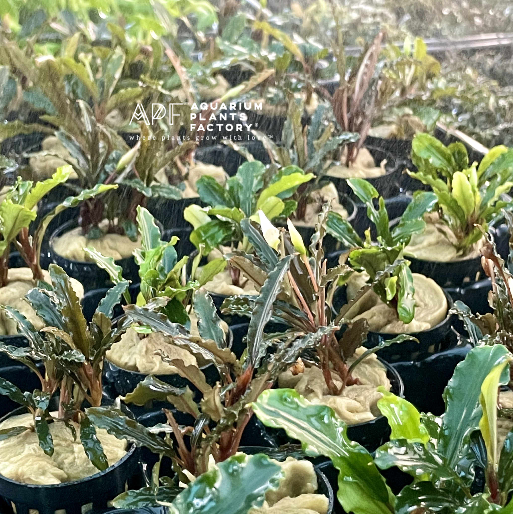 A Bucephalandra Surprise - Bucep Mystery Box - Aquarium Plants Factory