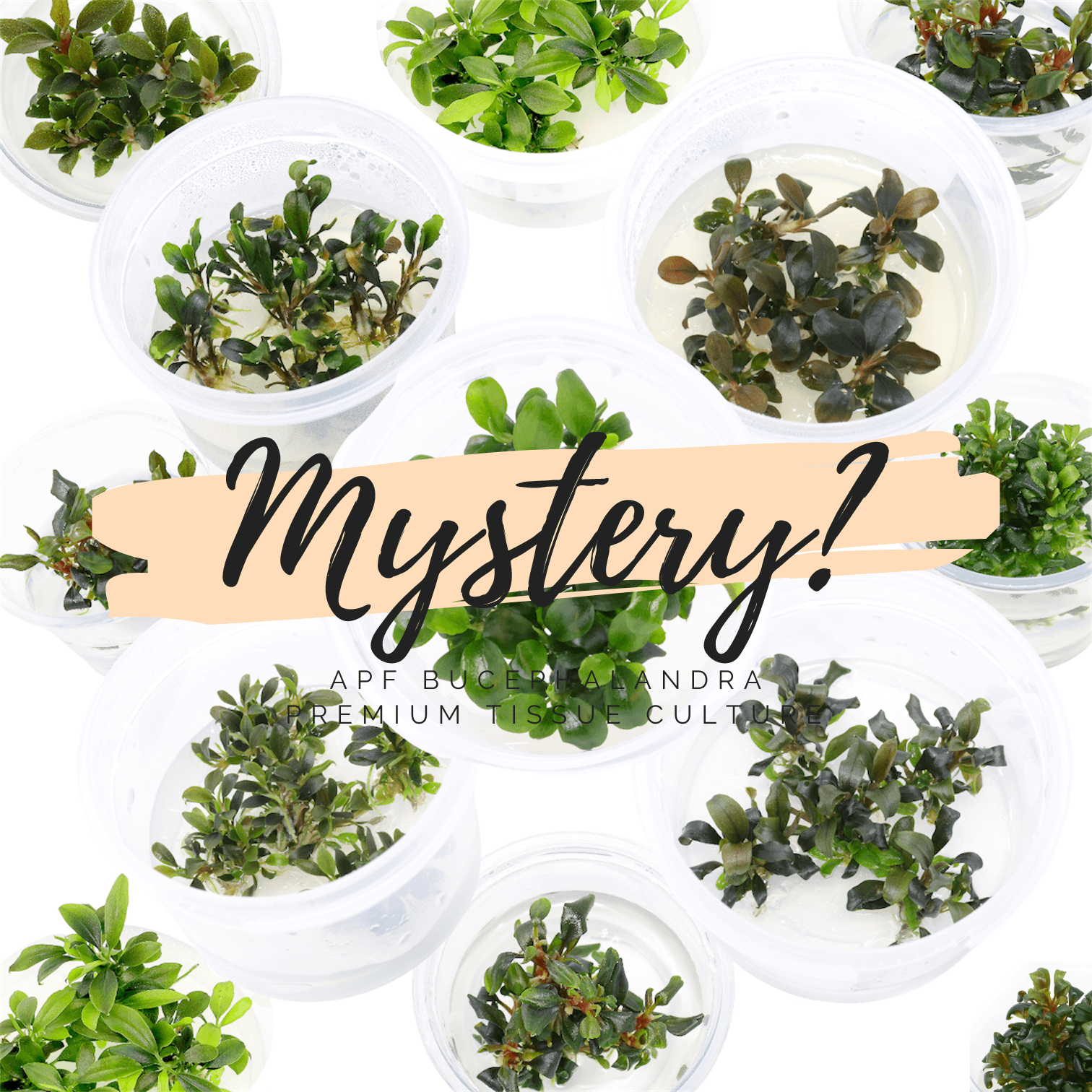 A Bucephalandra Surprise Tissue Culture [ Premium Full Bag / Cup ] - Mystery Box