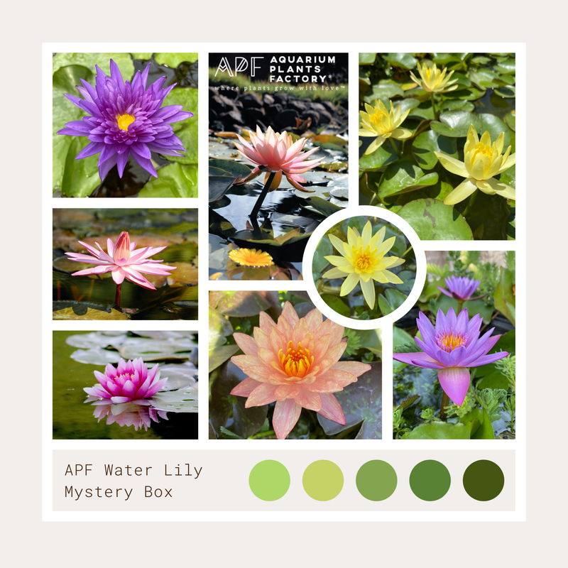 A Water Lily Surprise - Mystery Box - Aquarium Plants Factory