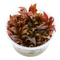 Alternanthera Reineckii Mini - Tissue Culture Cup / Mini Scarlet Temple - Aquarium Plants Factory