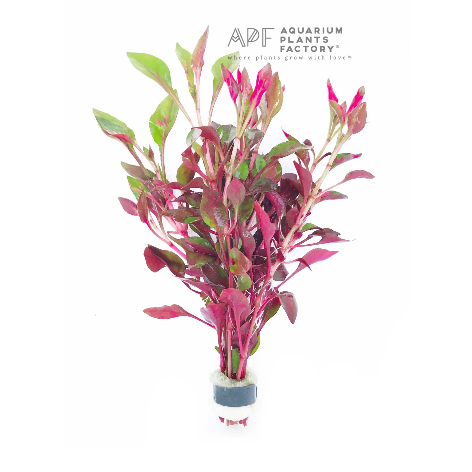 Mid-ground / Background APF Aquascape Aquarium Plants Factory®