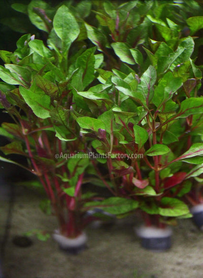 Alternanthera Ficoidea 'Red' - Aquarium Plants Factory