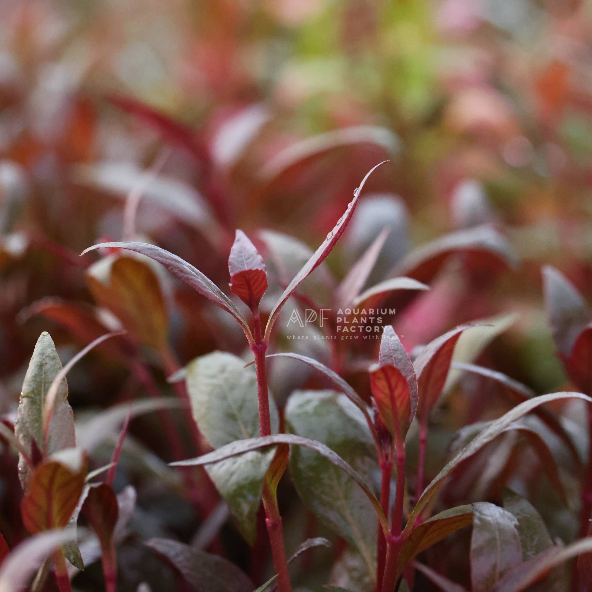 Alternanthera Lilacina APF Aquarium Plants Factory® Red Plants