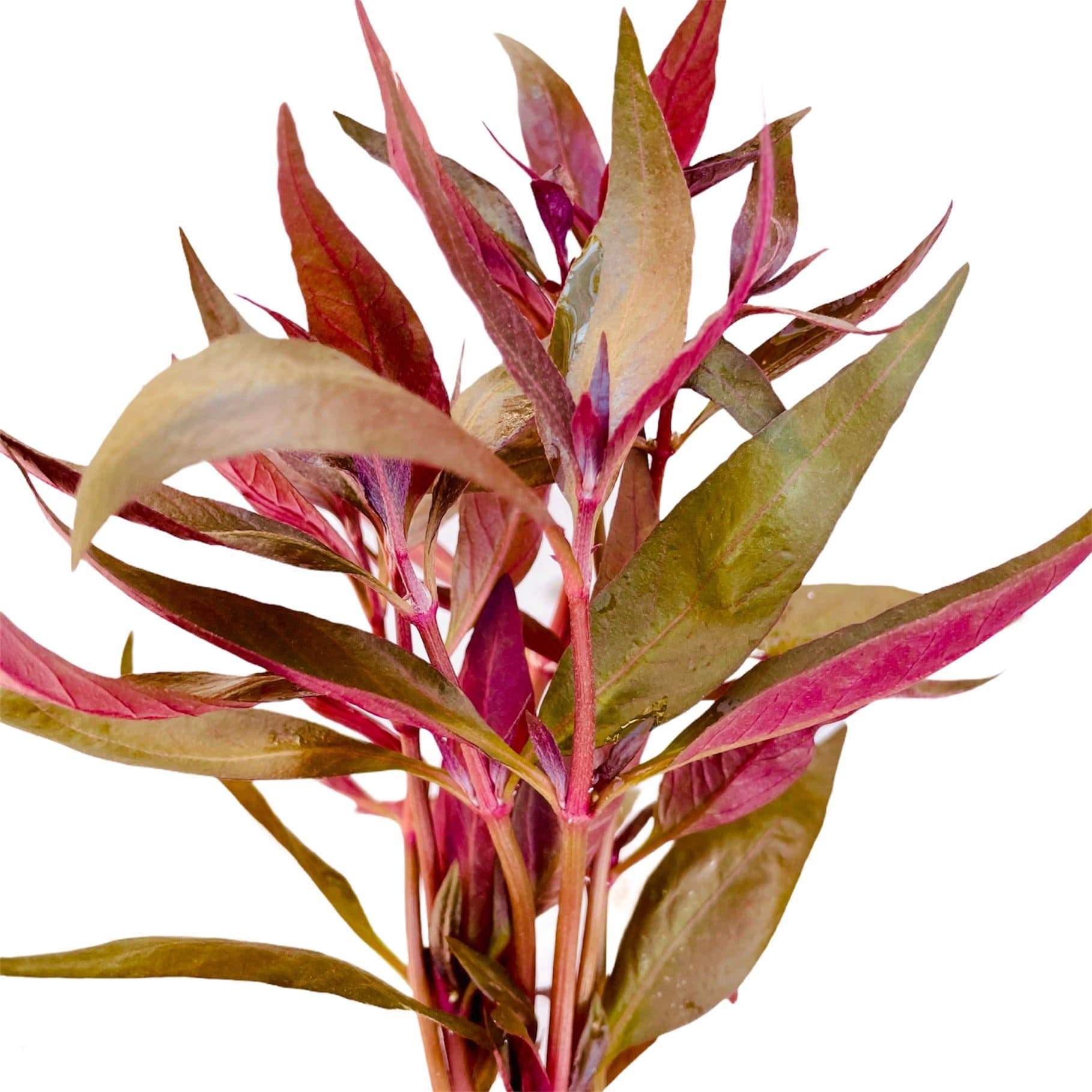 Alternanthera Lilacina - Aquarium Plants Factory