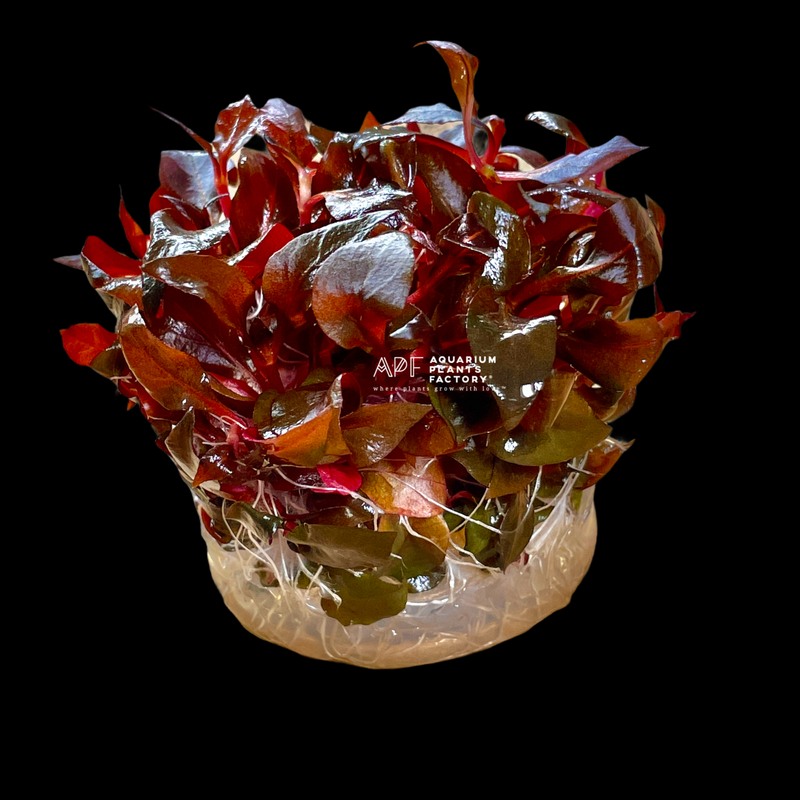 Alternanthera Lilacina - Tissue Culture Cup - Aquarium Plants Factory