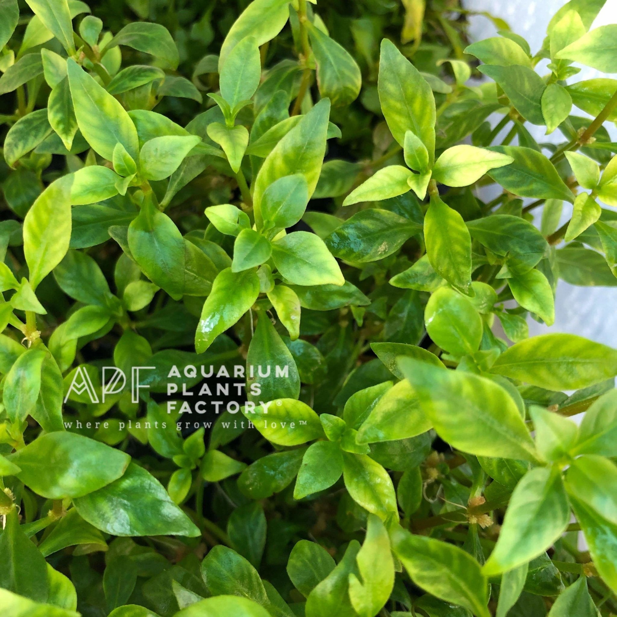 Alternanthera Ocipus - Aquarium Plants Factory