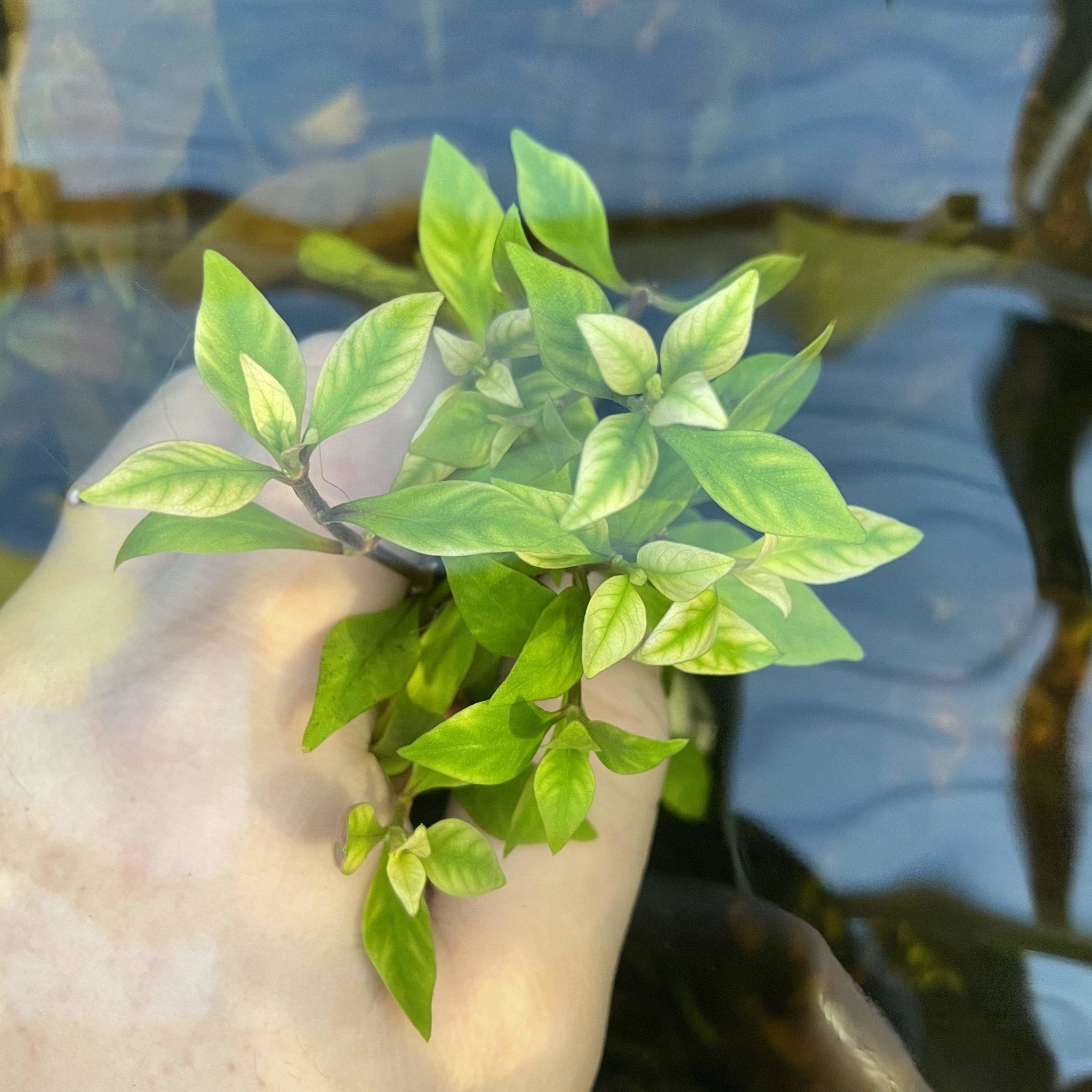 Alternanthera Ocipus - Aquarium Plants Factory