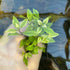 Alternanthera Ocipus - Aquarium Plants Factory