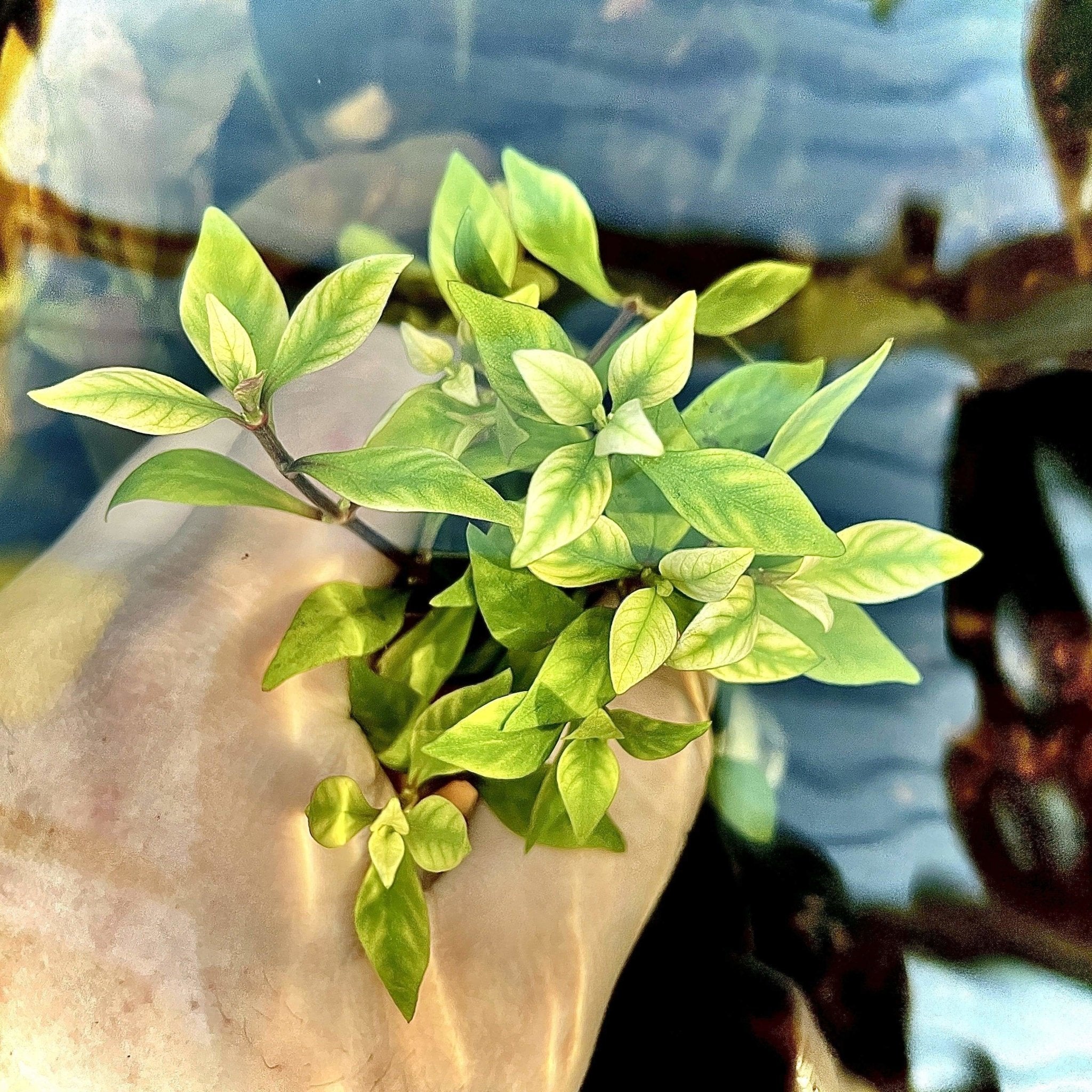 Alternanthera Ocipus - Aquarium Plants Factory