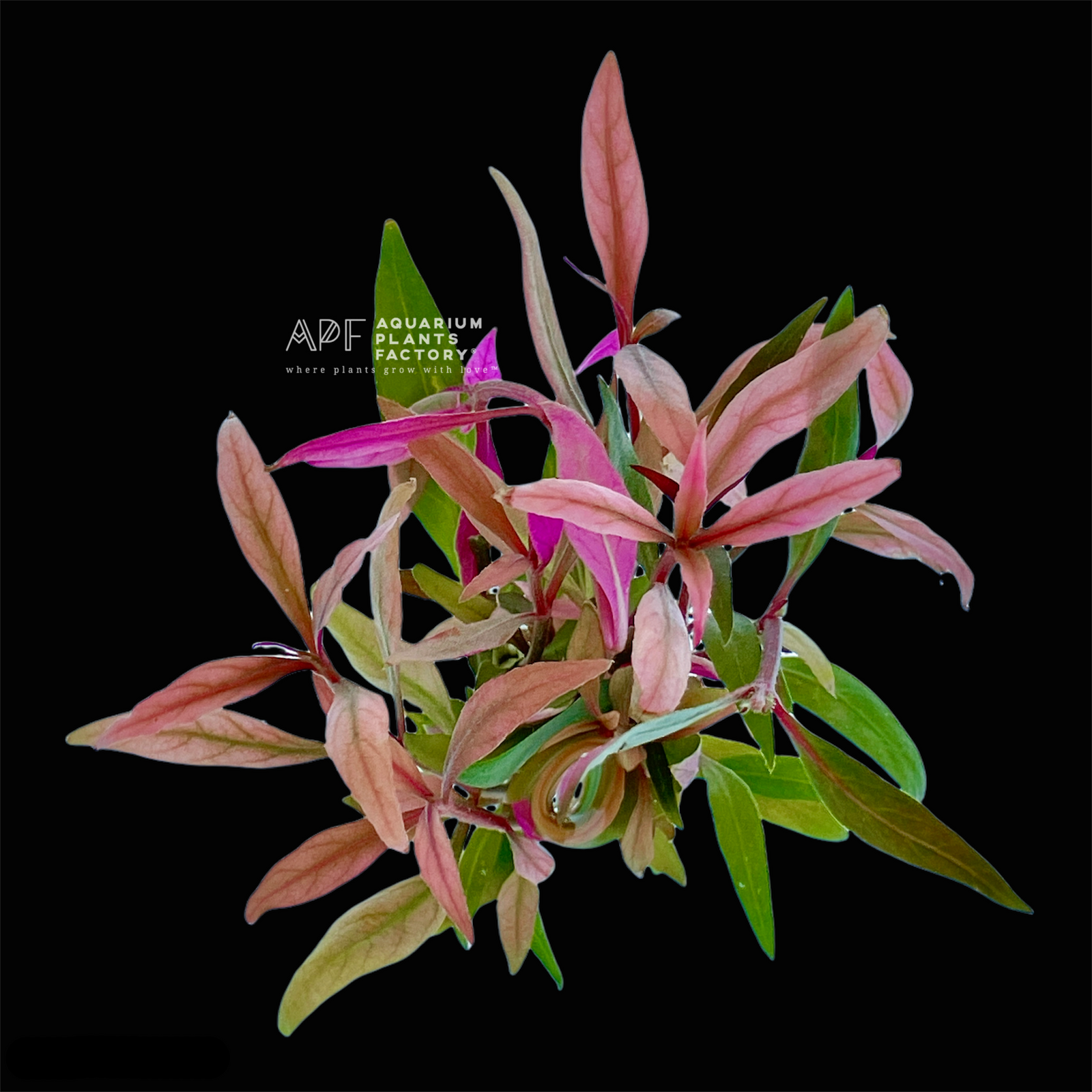 Alternanthera Reineckii - Aquarium Plants Factory