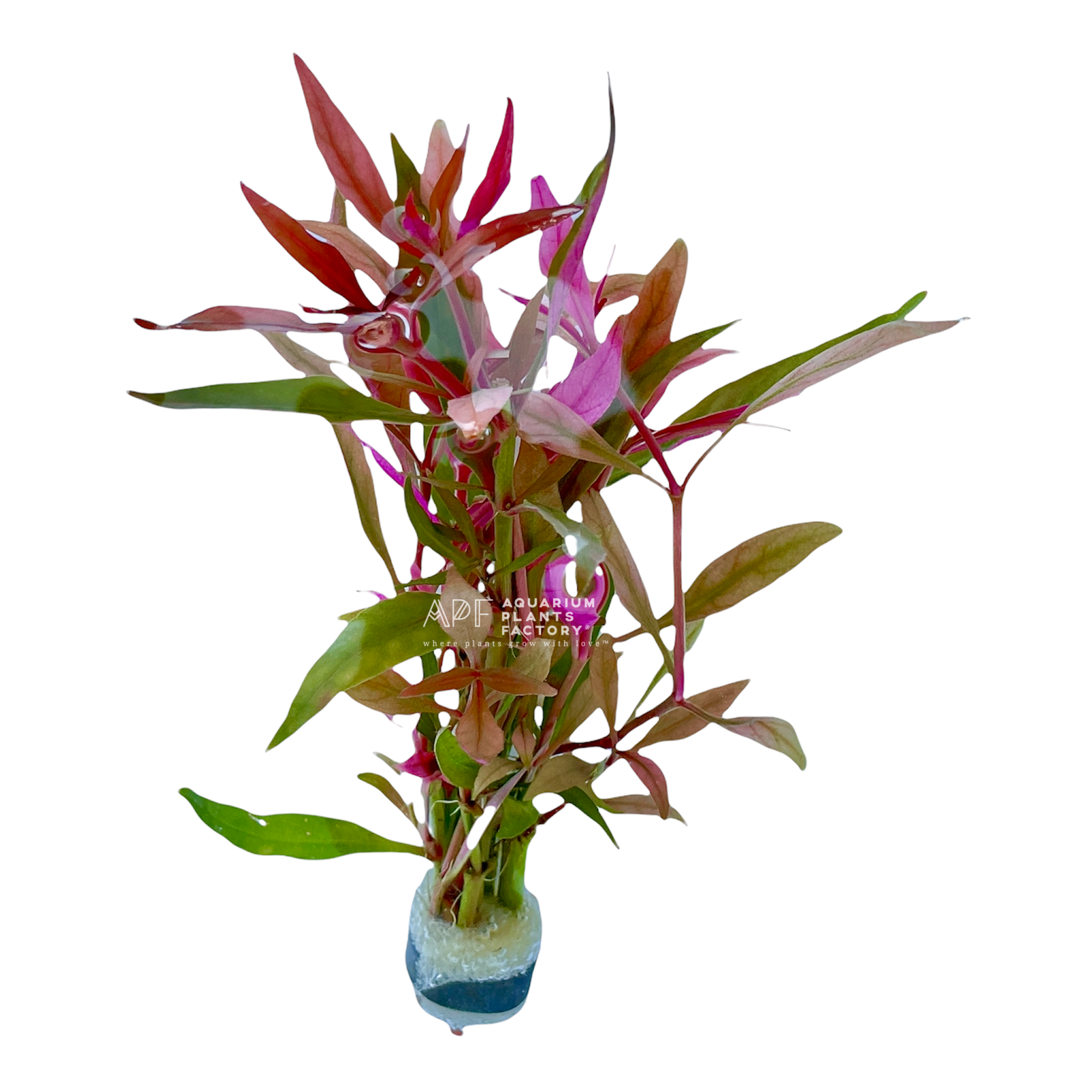 Alternanthera Reineckii - Aquarium Plants Factory