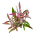 Alternanthera Reineckii - Aquarium Plants Factory