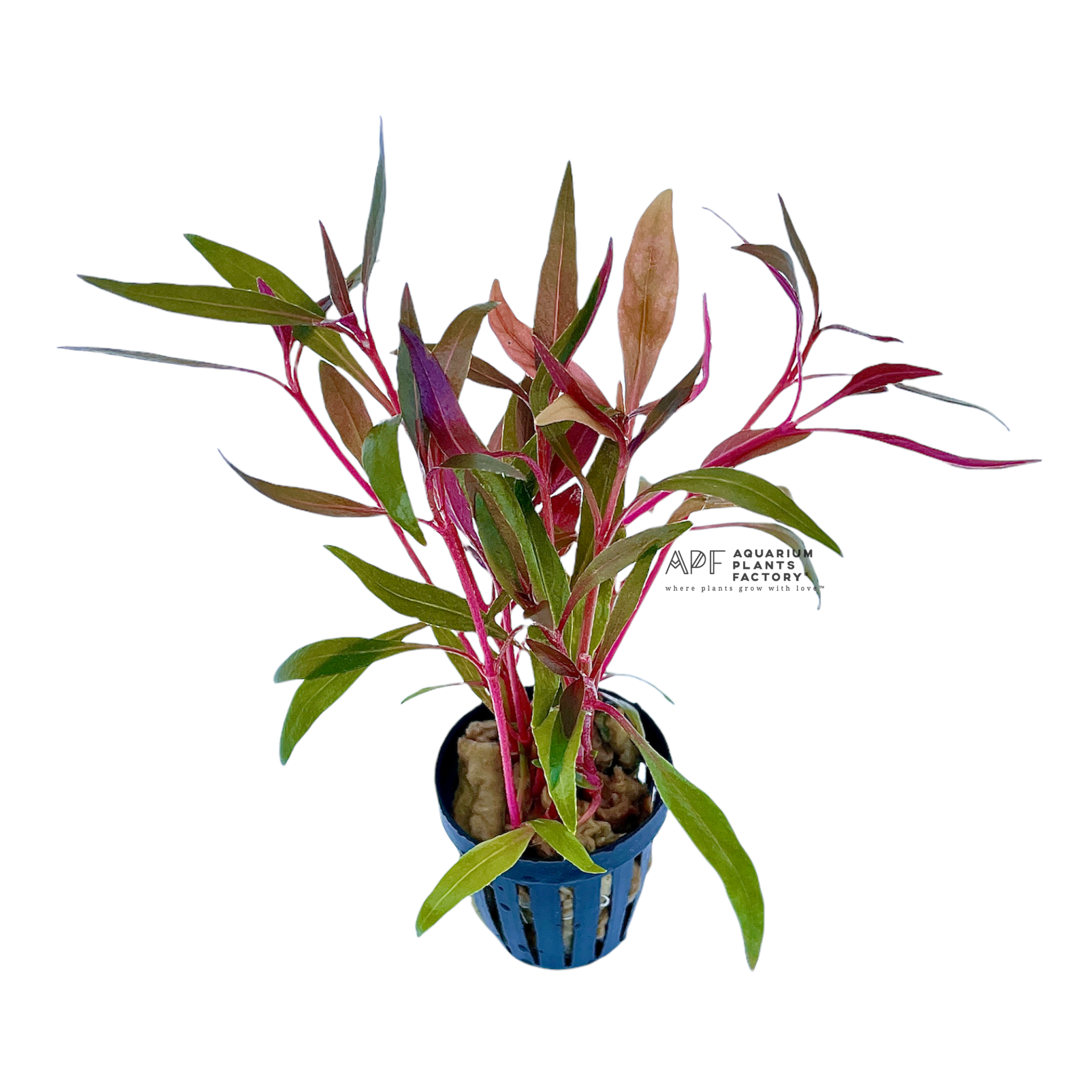 Alternanthera Reineckii - Aquarium Plants Factory