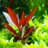 Alternanthera Reineckii Mini - Aquarium Plants Factory