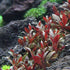 Alternanthera Reineckii Mini - Aquarium Plants Factory