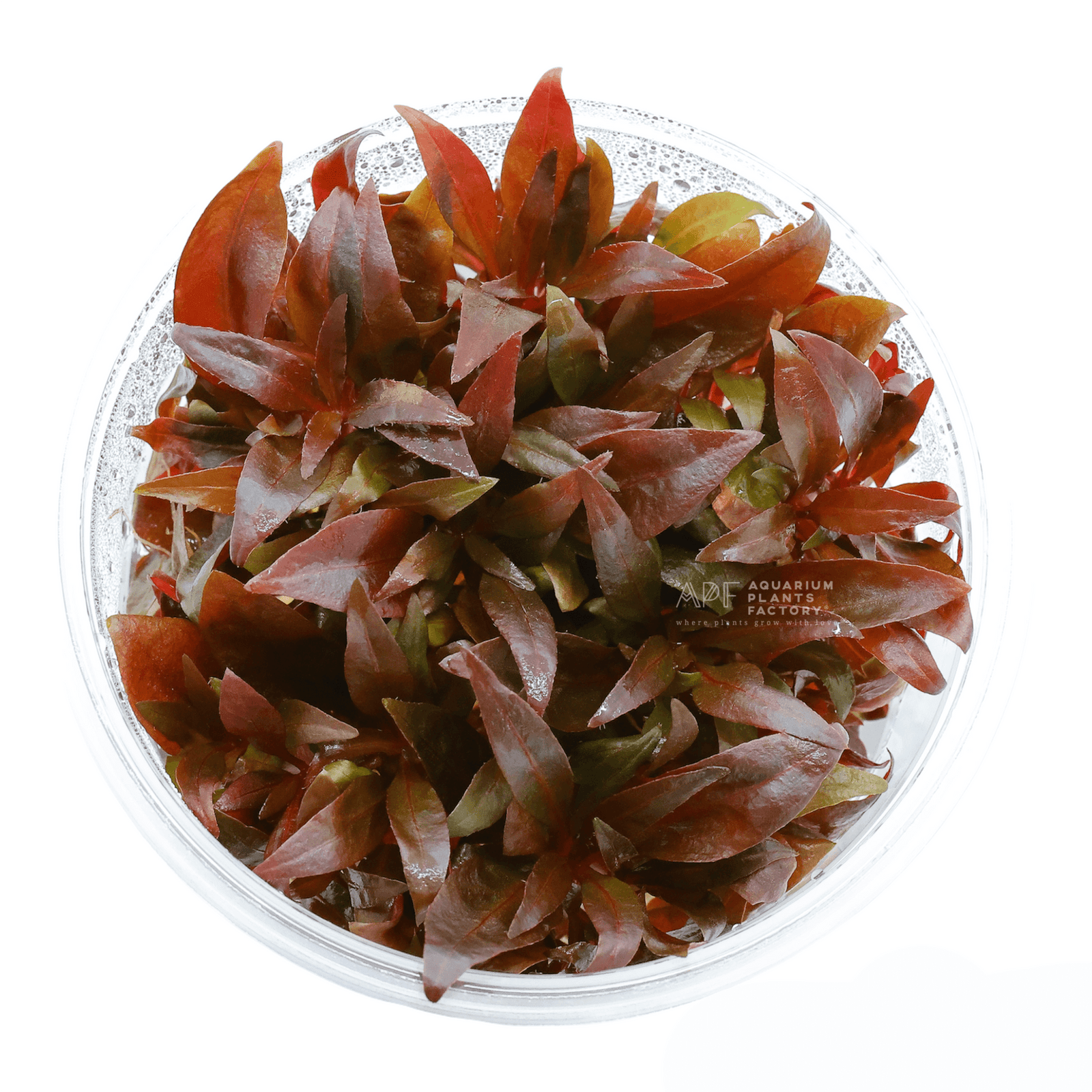 Alternanthera Reineckii Mini - Tissue Culture Cup - Aquarium Plants Factory