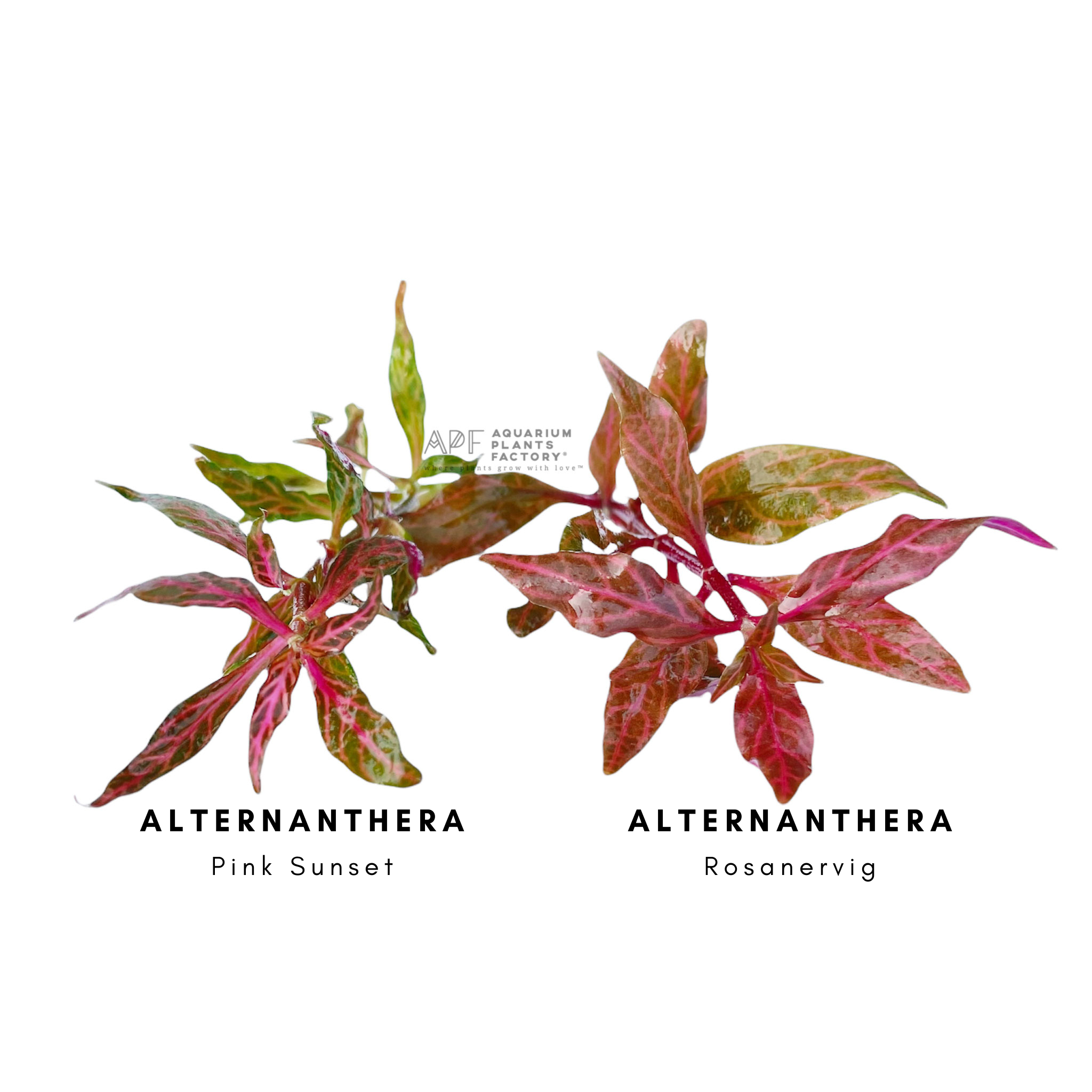 Alternanthera Reineckii 'Pink Sunset' - Aquarium Plants Factory