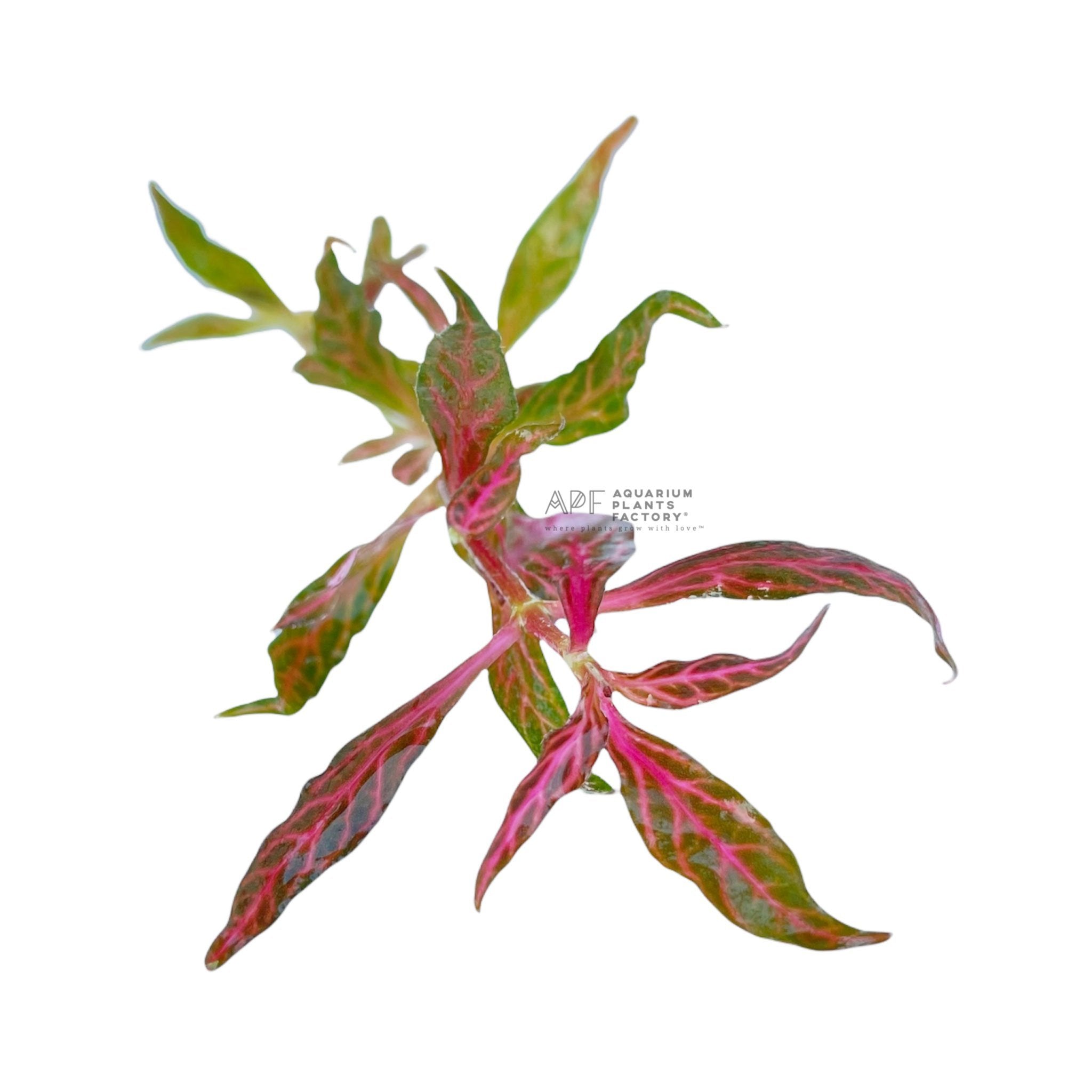 Alternanthera Reineckii 'Pink Sunset' - Aquarium Plants Factory