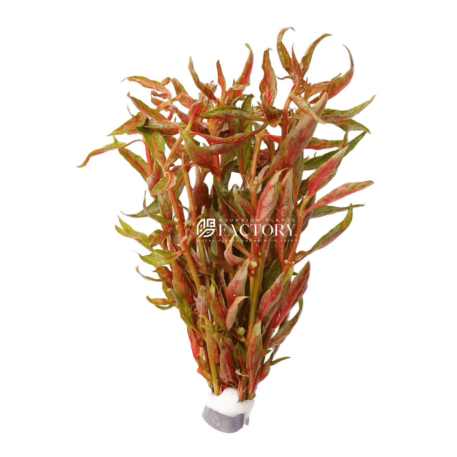 Alternanthera Reineckii 'Pink Sunset' Bundle APF Aquarium Plants Factory®