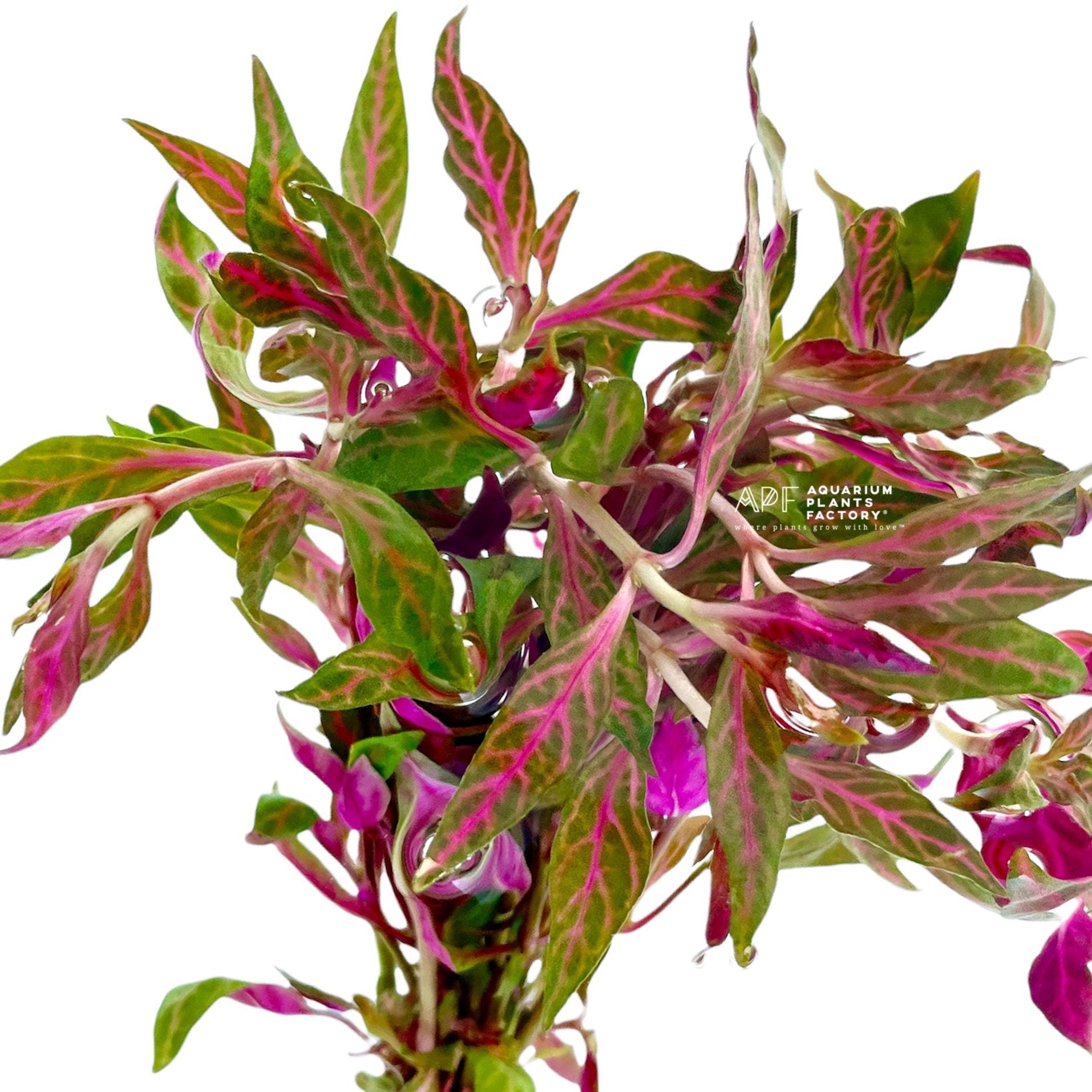 Alternanthera Reineckii 'Pink Sunset' - Aquarium Plants Factory